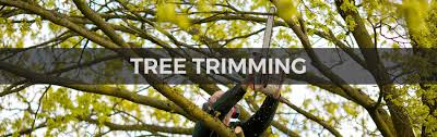 Tree service Riverside